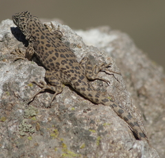 Liolaemus leopardinus