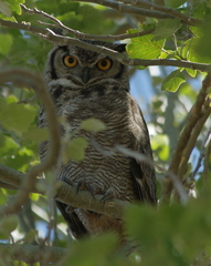 Bubo virginianus magellanicus