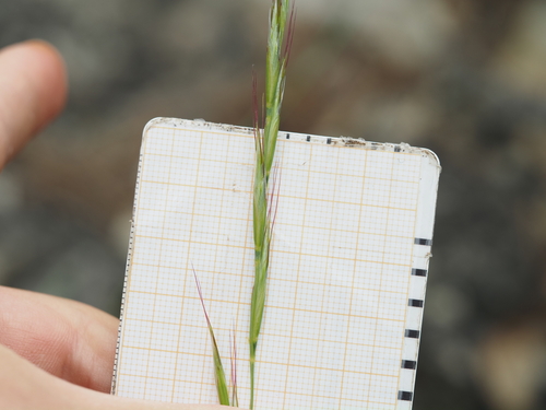 Helictochloa pratensis, photograph 6