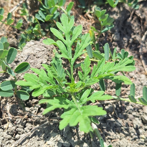 common ragweed