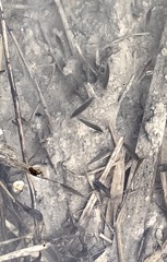 Gammarus pseudolimnaeus