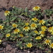 Chaetanthera flabellata - Photo (c) charif_tala, algunos derechos reservados (CC BY-NC)