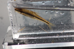 Notropis heterodon