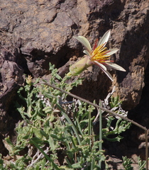 Mutisia sinuata