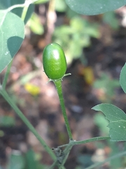 Capsicum chacoense