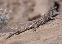 Liolaemus leopardinus