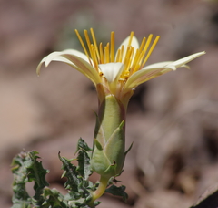 Mutisia sinuata