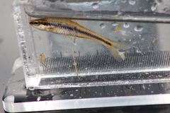 Notropis heterodon
