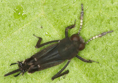 Ripipterygidae
