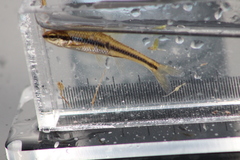 Notropis heterodon