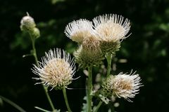 Cirsium remotifolium