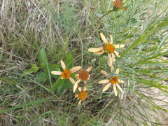 Senecio pinnatus