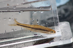 Notropis heterodon