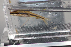 Notropis heterodon