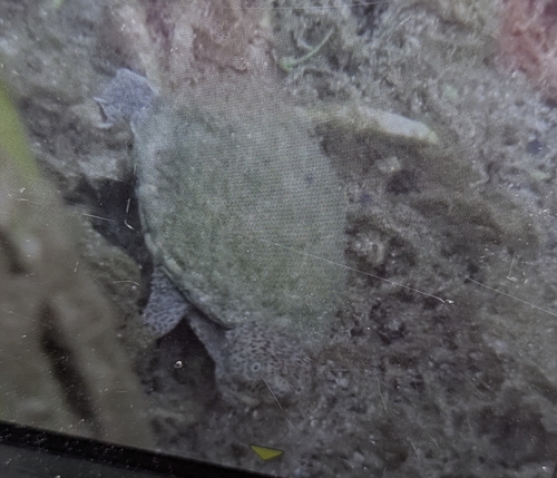 Sternotherus minor