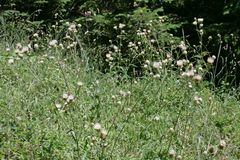 Cirsium remotifolium