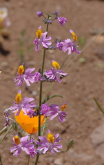 Schizanthus hookeri