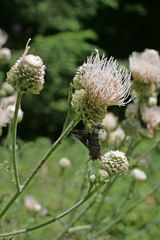 Cirsium remotifolium