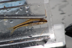 Notropis heterodon