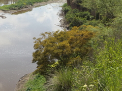 Albizia inundata