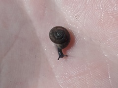 Discus whitneyi