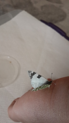 Green-striped White