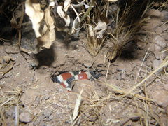 Micruroides euryxanthus