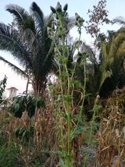 Cirsium mexicanum