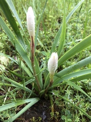 Zephyranthes drummondii