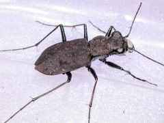 Apterodela unipunctata
