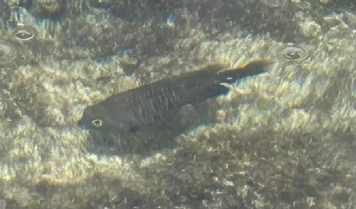 Plectroglyphidodon marginatus