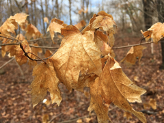 Acer leucoderme