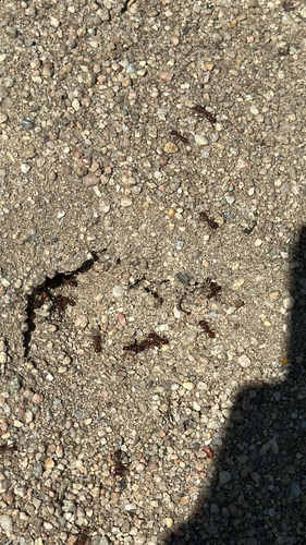 Western Harvester Ant