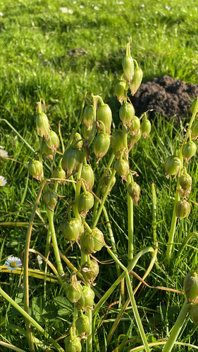 Ornithogalum nutans, photograph 4