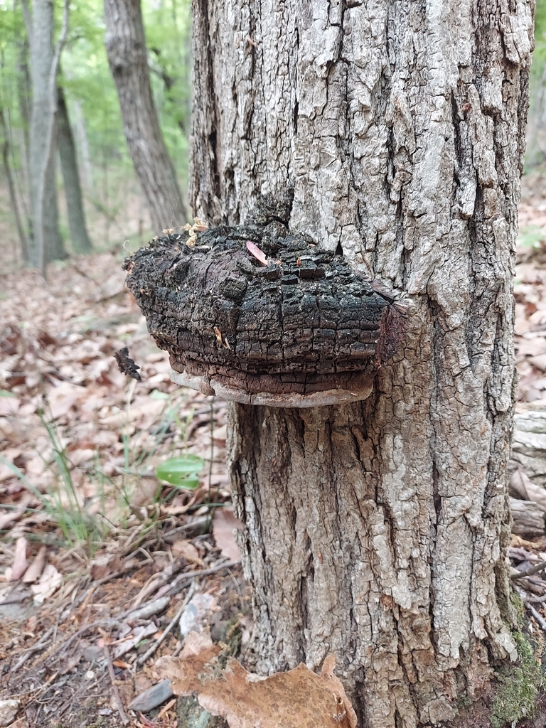 Cracked Cap Polypore
