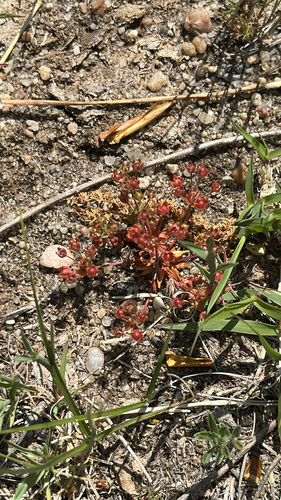 western rock-jasmine