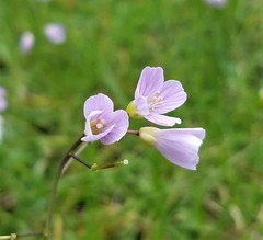 Cardamine nuttallii