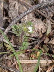 Polemonium micranthum