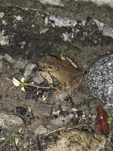 Phrynoidis asper