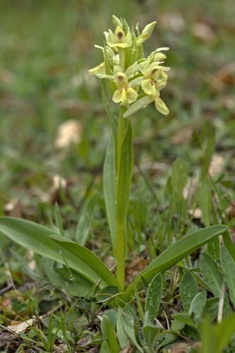 Elder-flowered Orchid