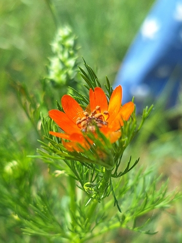 Summer Pheasant's-eye