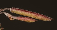 Indigofera pilgeriana