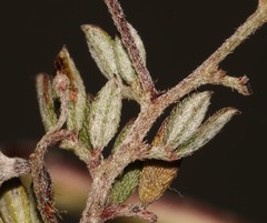 Indigofera pilgeriana
