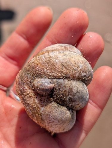 Crepidula fornicata