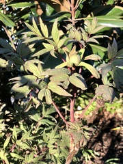 Paeonia × suffruticosa