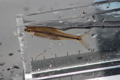 Notropis heterodon