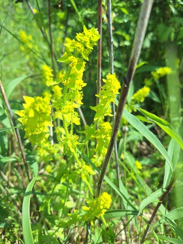 Crosswort