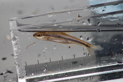 Notropis heterodon