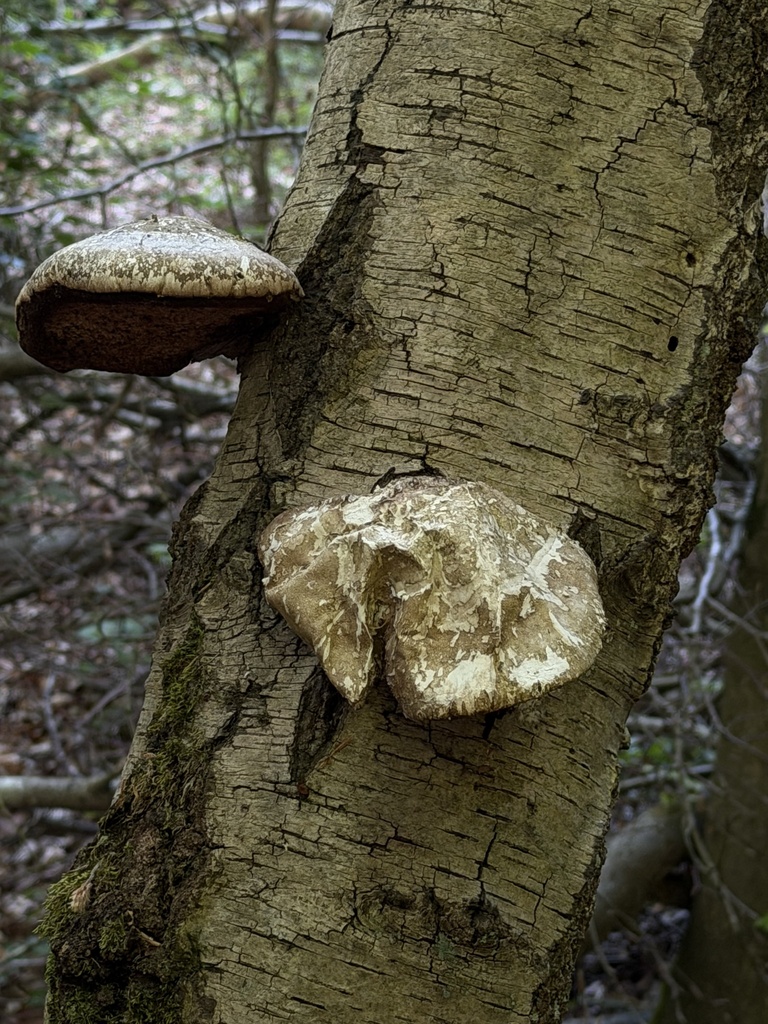 Fomitopsis betulina · May 2026 · photo: © eshilland (iNaturalist, cc-by)