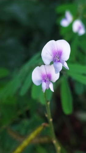 Tephrosia noctiflora observed 2026-05-08